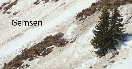 U-Gemsen U-Gemsen